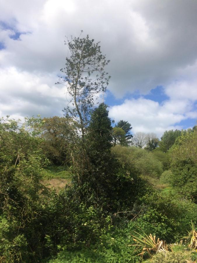 Willow Valley Bude Εξωτερικό φωτογραφία